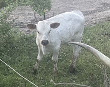 MAIDEN'S BLACK CHERRY X STALLONE ST Bull