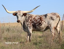 Delta Lily's Gem R-H