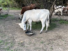 YMI California's Curiosity