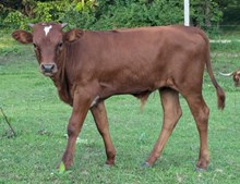 Stallone x Cherry Berry bull